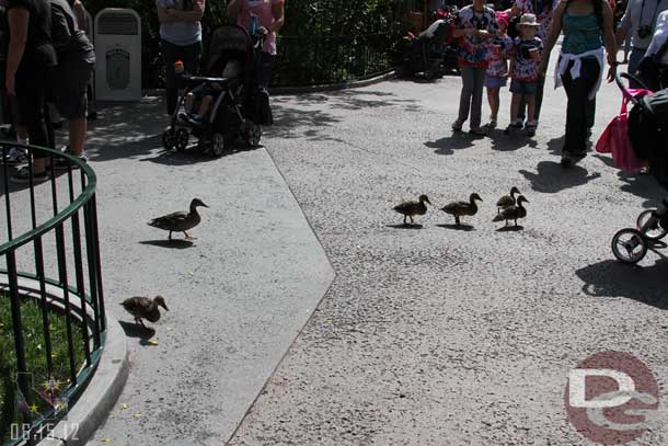 The ducklings are getting quite large already.