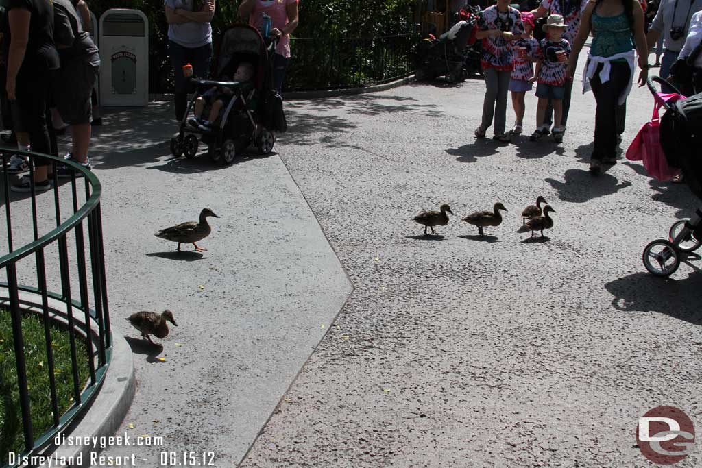 The ducklings are getting quite large already.