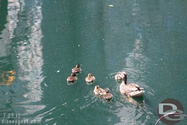 Spotted some young ducklings in the moat.