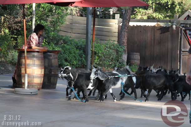 The nightly running of the goats...