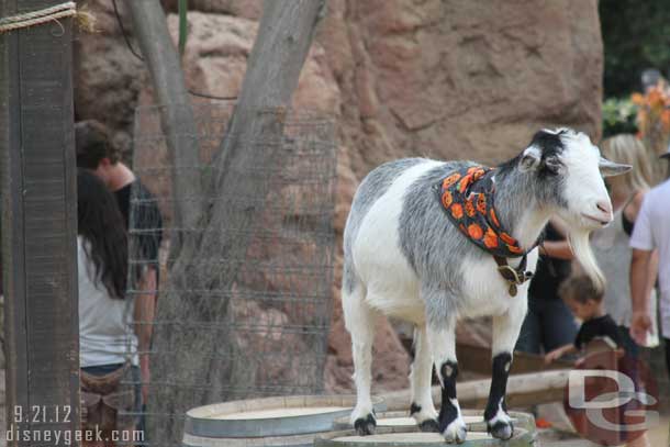 A Halloween goat.