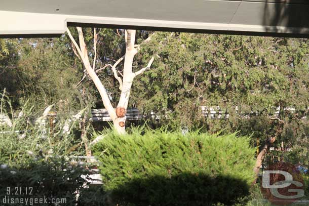 Noticed this tree by the Autopia.. looks like some of the large branches were cut off.  (This may have happened months or years ago.. but just noticed it. )