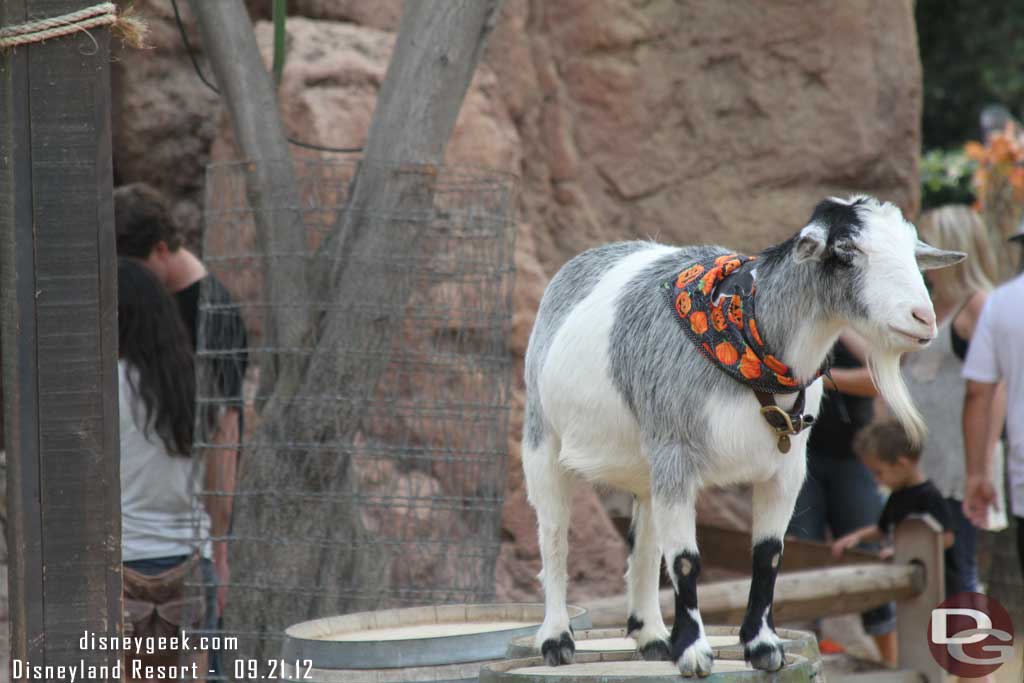 A Halloween goat.