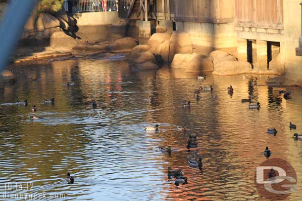 Random duck picture.. quite a few hanging out this early evening.