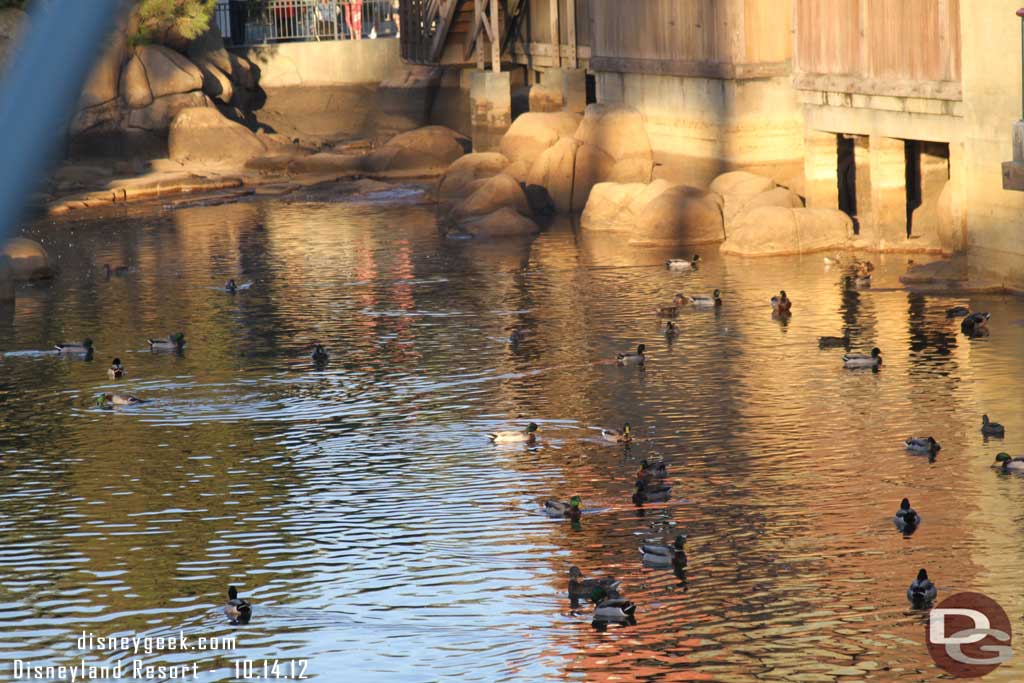 Random duck picture.. quite a few hanging out this early evening.