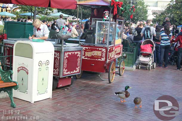 A couple of ducks lurking around the pop corn cart looking for handouts.