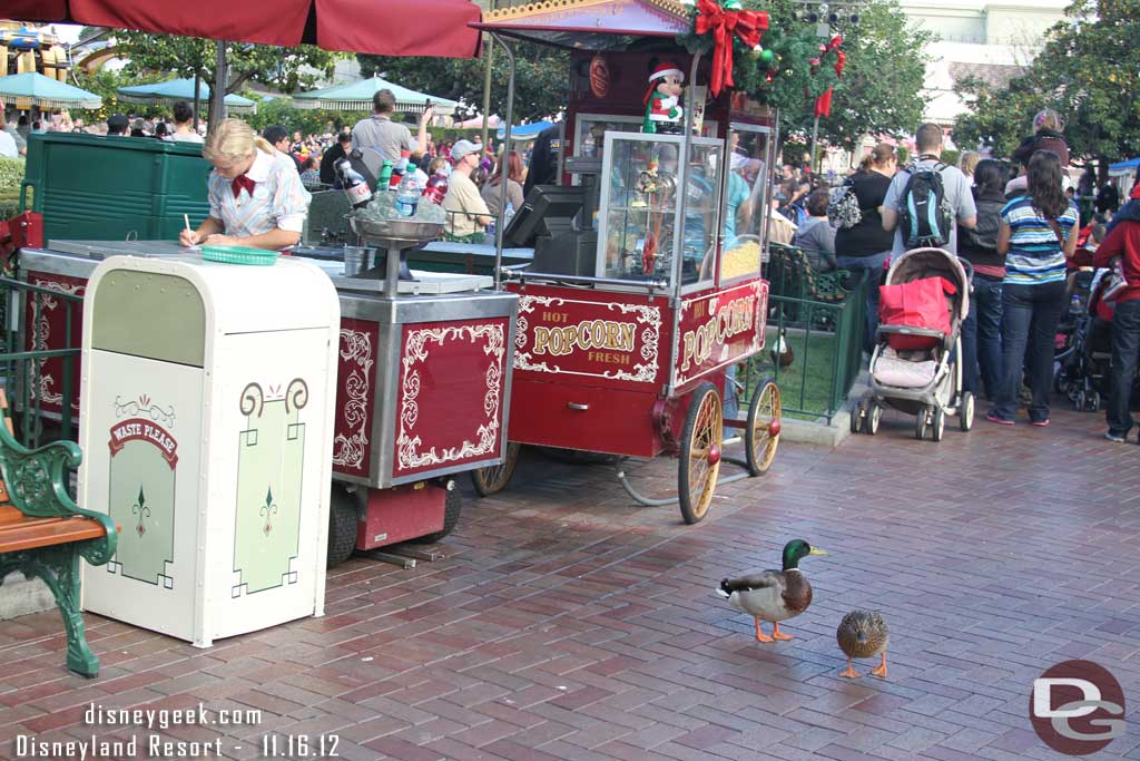 A couple of ducks lurking around the pop corn cart looking for handouts.