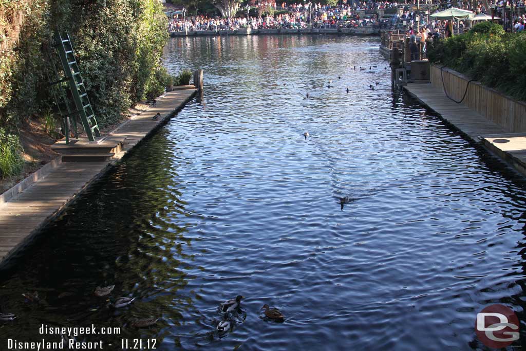 The ducks were heading to the harbor...