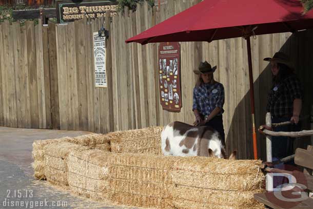 One of the Ranch residents was out near the Big Thunder entrance.  