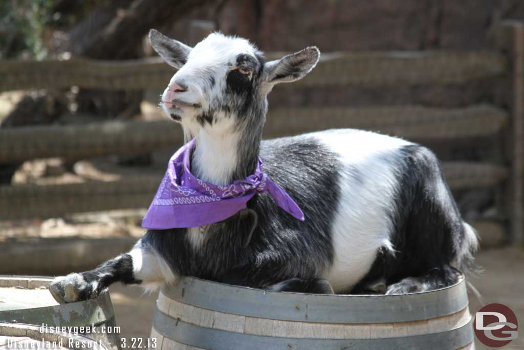 Thought this goat looked rather lazy with its leg out that way and sitting atop the barrels.