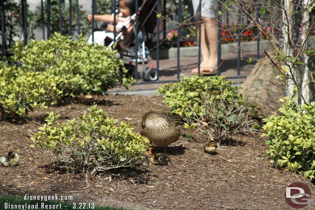 Some ducklings in the planter near the castle.