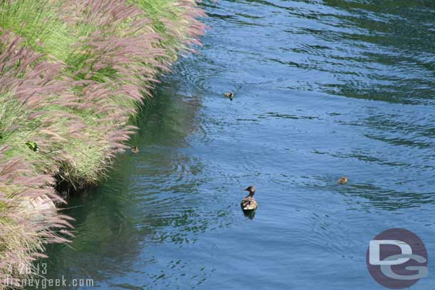 A family of ducks out enjoying the river.