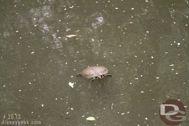 A turtle swimming by.