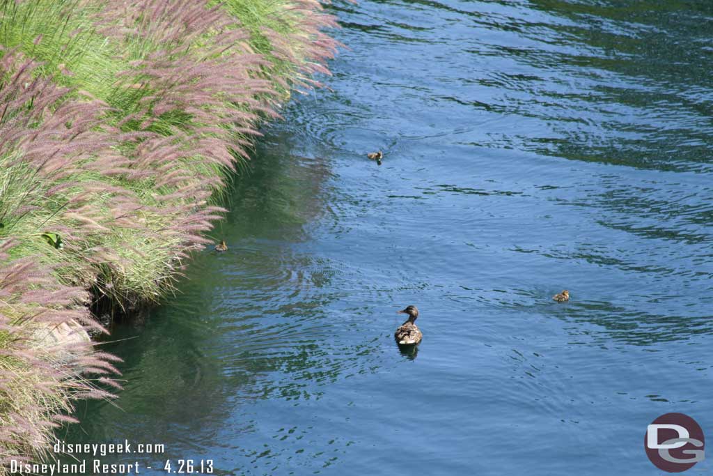 A family of ducks out enjoying the river.