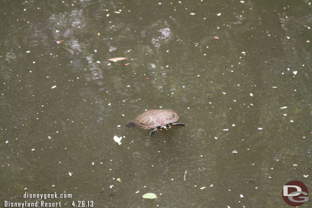 A turtle swimming by.