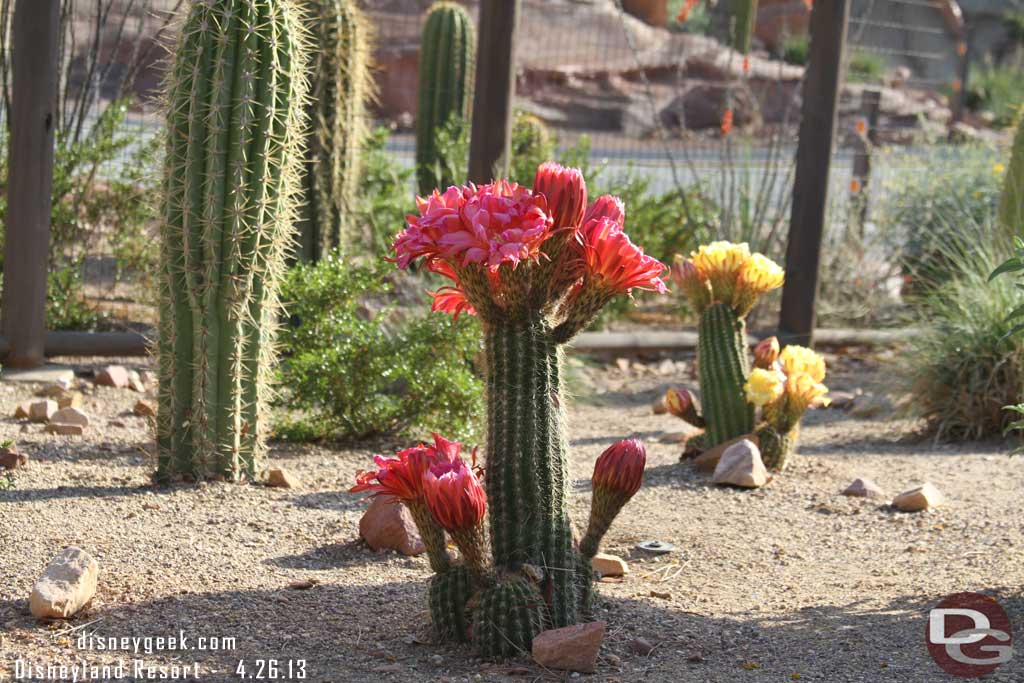 Some of the cactus plants were in bloom.