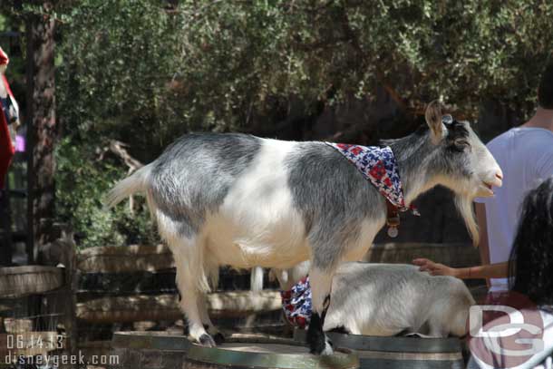 Out in the ranch area the goats are in the patriotic spirit too.