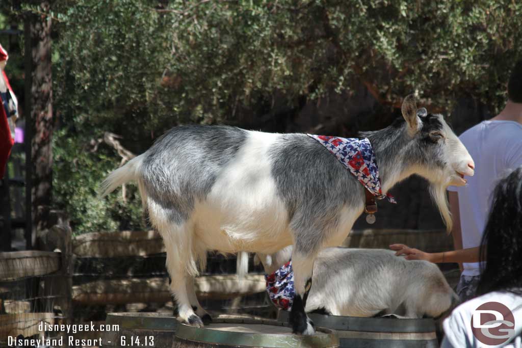 Out in the ranch area the goats are in the patriotic spirit too.