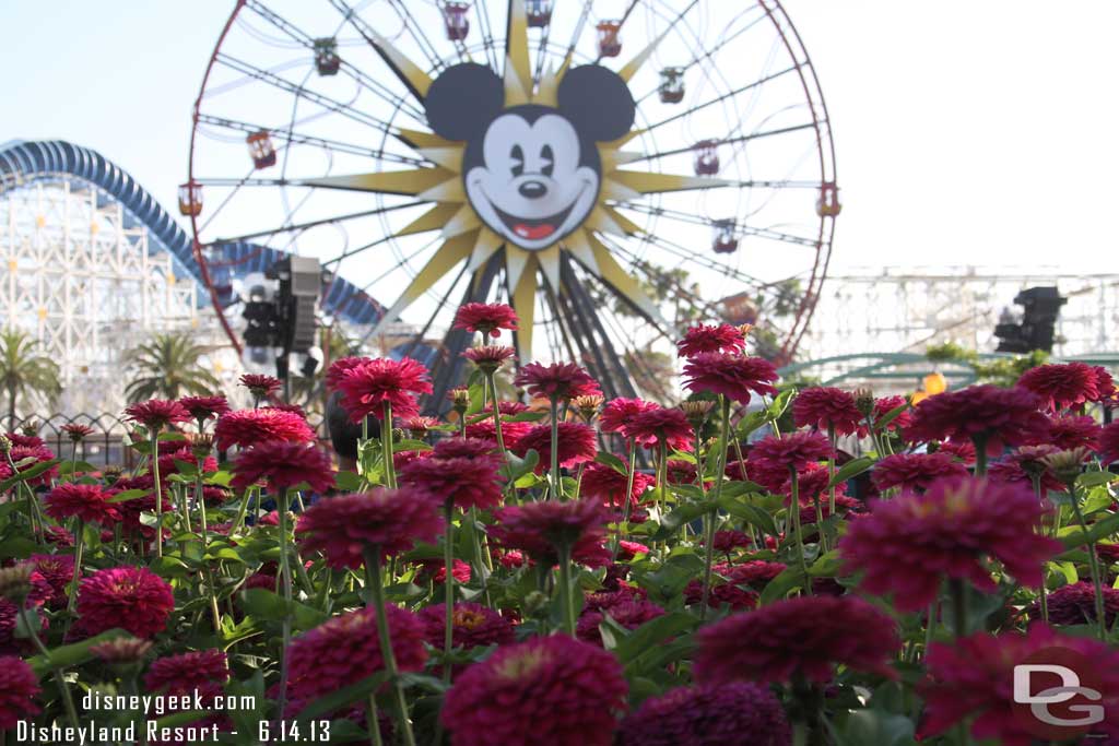 Out in the Pier the flowers were in bloom.