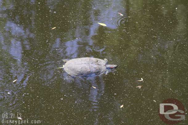 A turtle swimming by in the water way along the Big Thunder Trail.