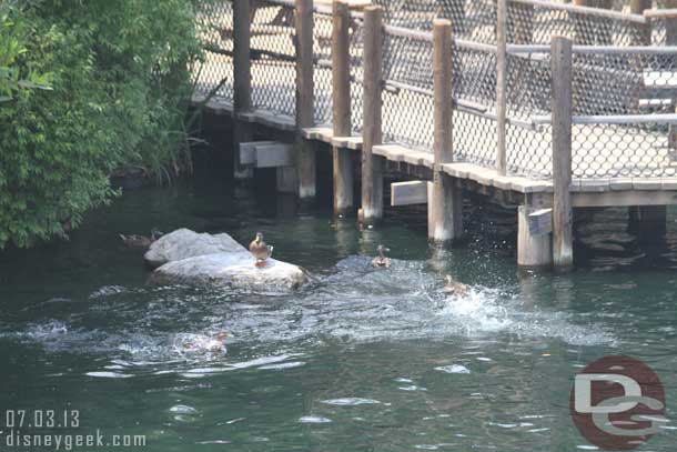 Something stirred up the ducks and they were chasing each other around.