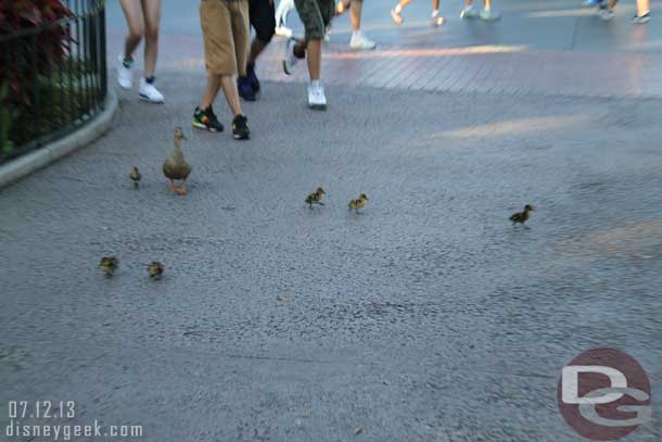 A family of ducks out for a stroll.