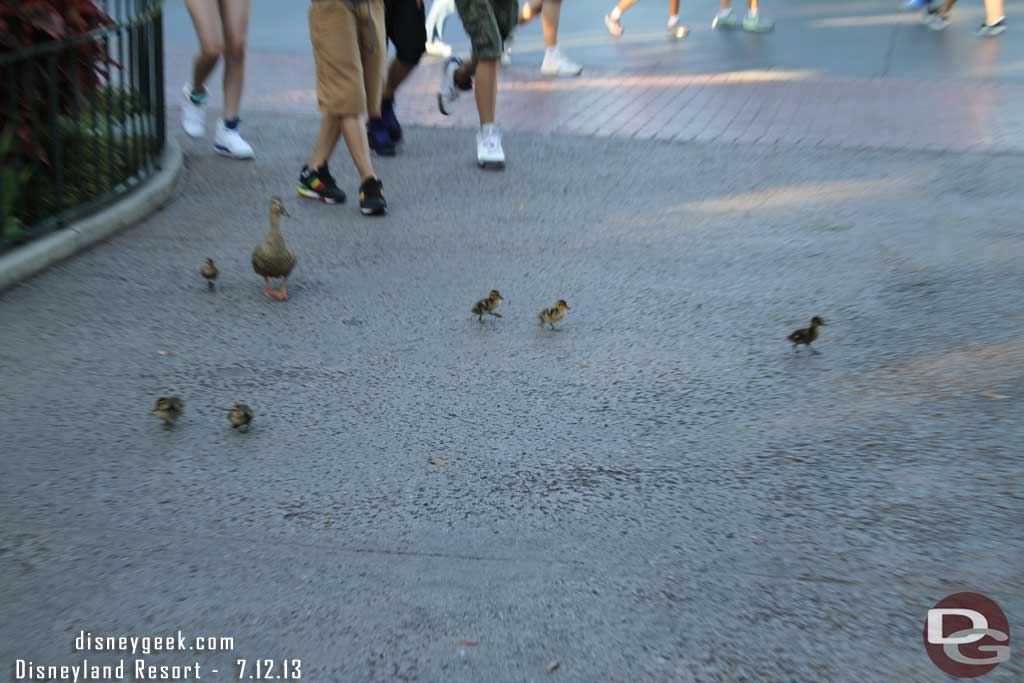 A family of ducks out for a stroll.