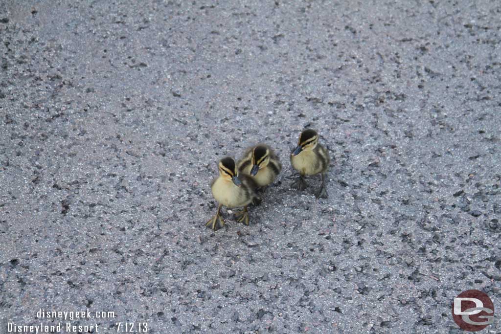 These three got separated due to the crowd and it took them a while to get across the walkway to join the others.