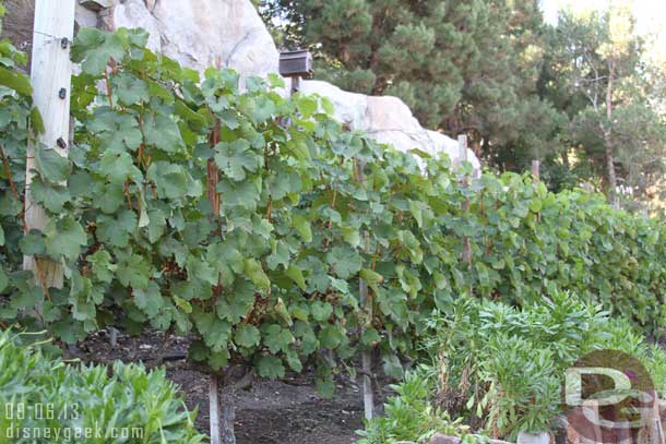 The vineyard near the winery.