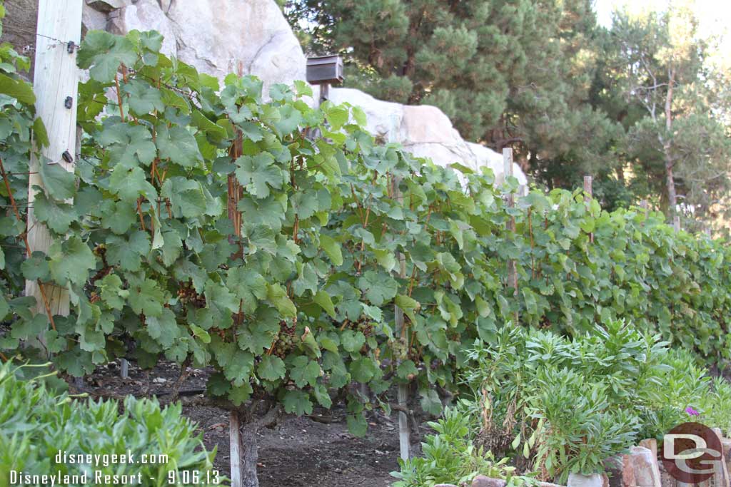 The vineyard near the winery.