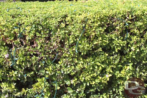 The shrubs around the Castle have their lights.