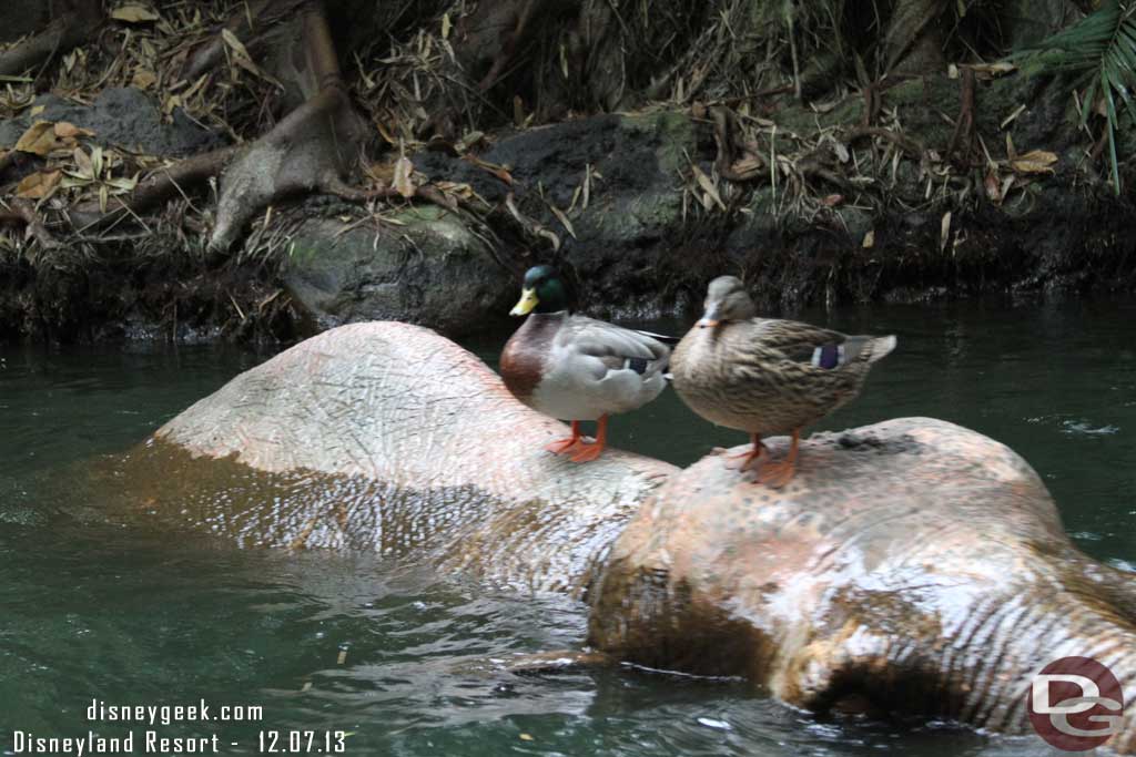 Some ducks hanging out on an elephant.