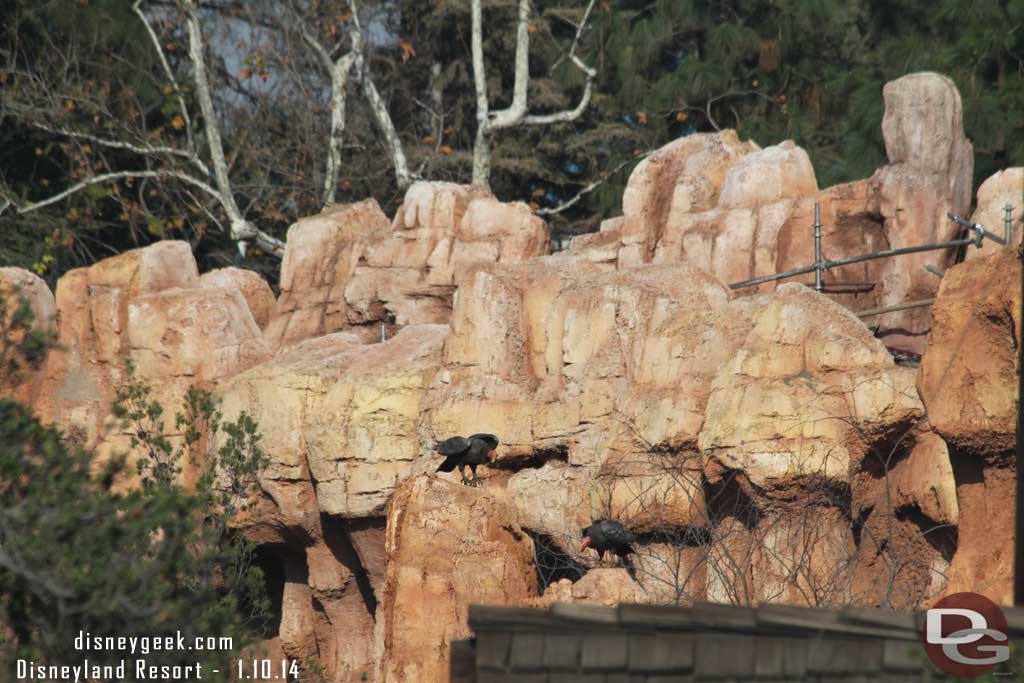 Noticed these two vultures were turned on.  And scaffolding still visible in the background.