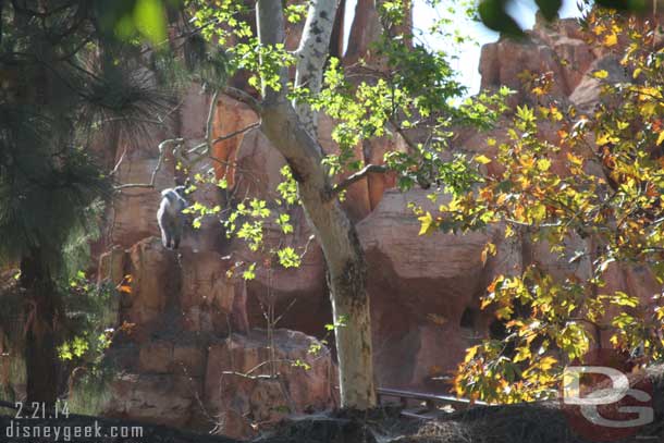 Big Thunder had trains circling once again and I saw several posting they have begun limited Cast Member testing.