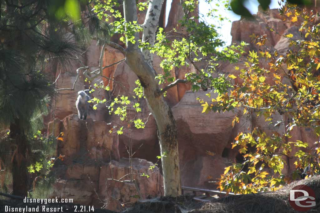 Big Thunder had trains circling once again and I saw several posting they have begun limited Cast Member testing.