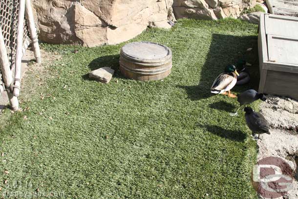 The ducks seem to enjoy the AstroTurf.