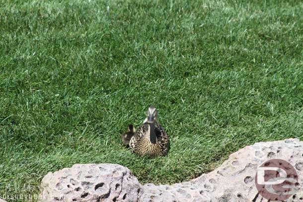 A mother duck and her duckling.  One of the first ones  I have this spring.