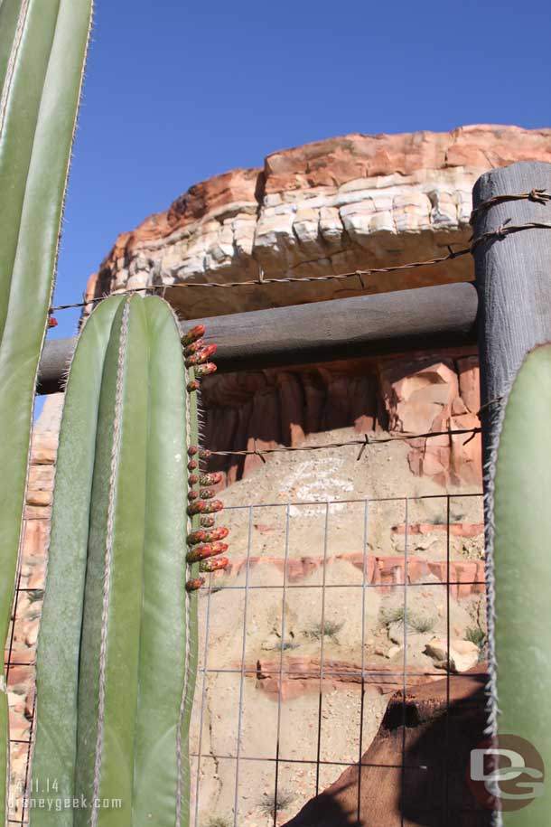 Several of the cactus plants around Ornament Valley looked ready to bloom or have bloomed.