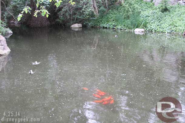 The school of fish kept swimming away from the ducks..