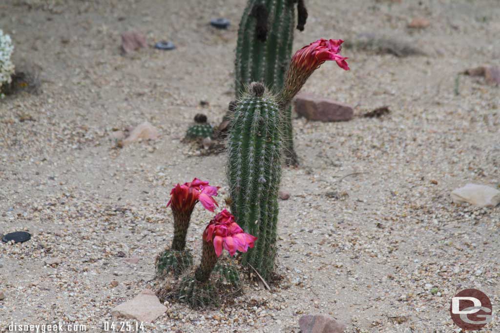 Unfortunately missed the cactus blooms this year.