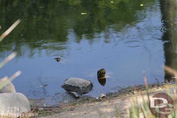 A turtle near the Frontierland entrance just hanging out watching the crowd.