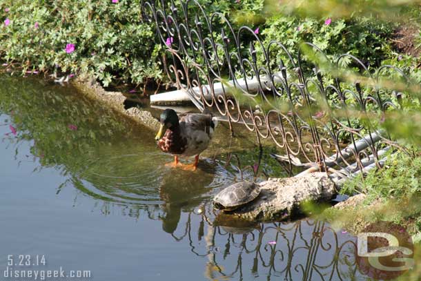 A duck and turtle hanging out near the moat.