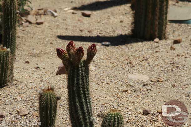 My timing this year for the cactus blooming, I am either a couple days too early or too late.  Last year I seemed to hit quite a few in bloom.