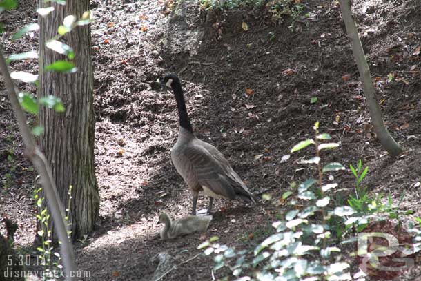 A family of geese along the Big Thunder Trail