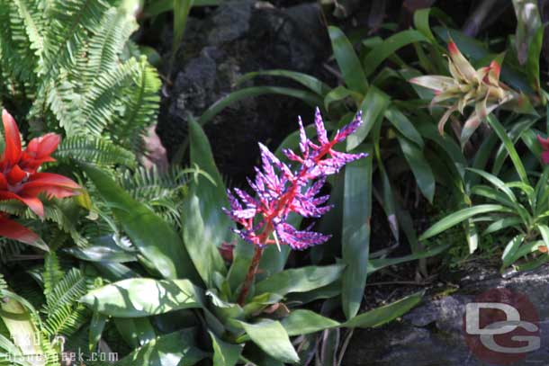 A random plant in Adventureland