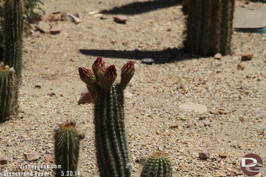 My timing this year for the cactus blooming, I am either a couple days too early or too late.  Last year I seemed to hit quite a few in bloom.