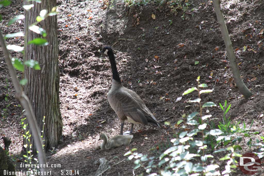 A family of geese along the Big Thunder Trail