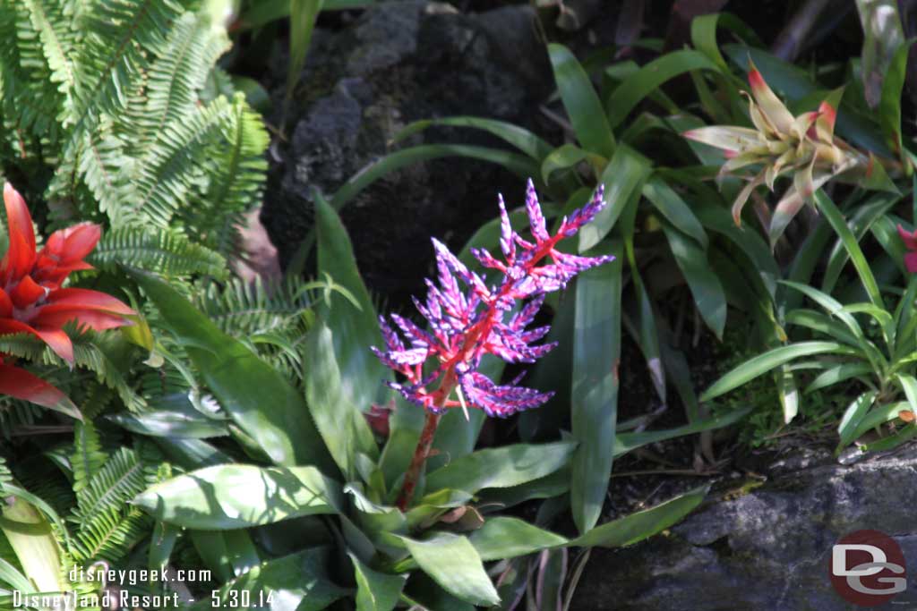 A random plant in Adventureland