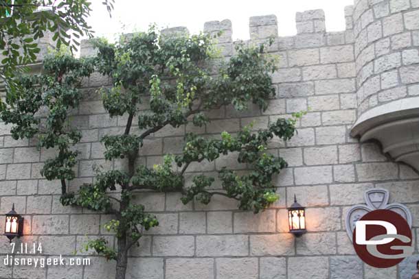 The tree growing near the Alice in Wonderland Restrooms