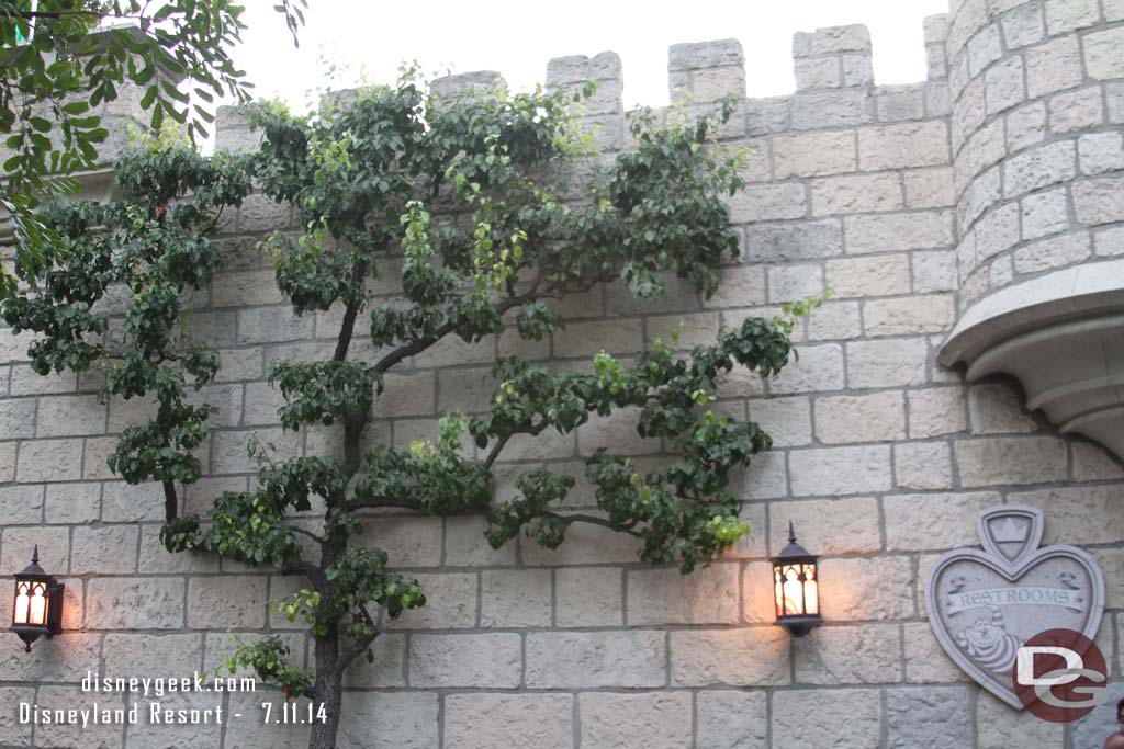 The tree growing near the Alice in Wonderland Restrooms